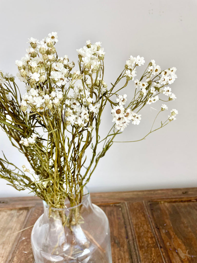 Dried Ixodia Daisies, Natural Bunch 60cm in glass vase home décor 