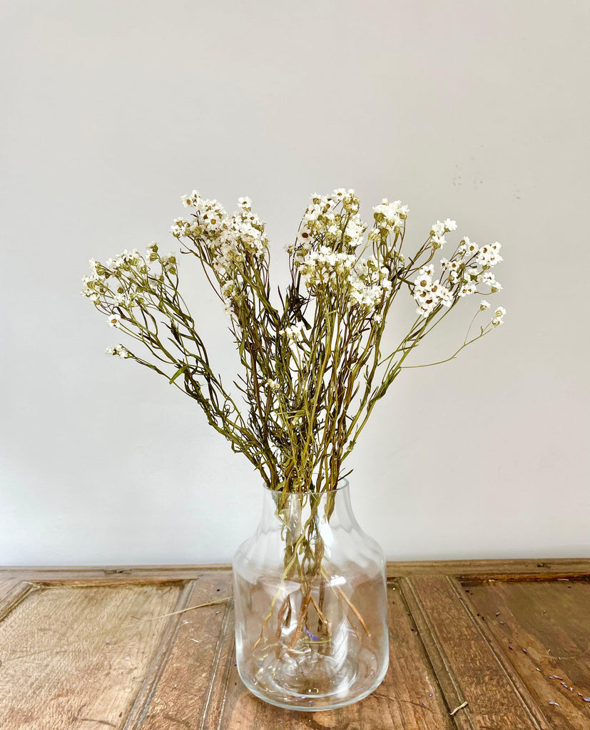 Dried Ixodia Daisies, Natural Bunch 60cm in glass vase home décor 